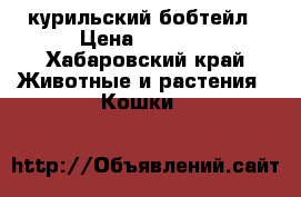 курильский бобтейл › Цена ­ 2 000 - Хабаровский край Животные и растения » Кошки   